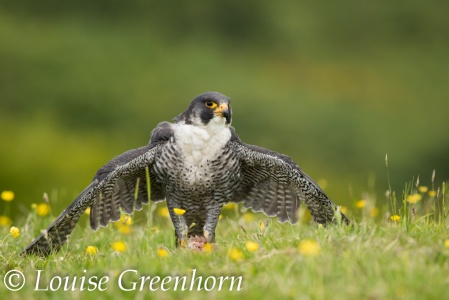 Peregrine (Falco peregrinus) Louise Greenhorn